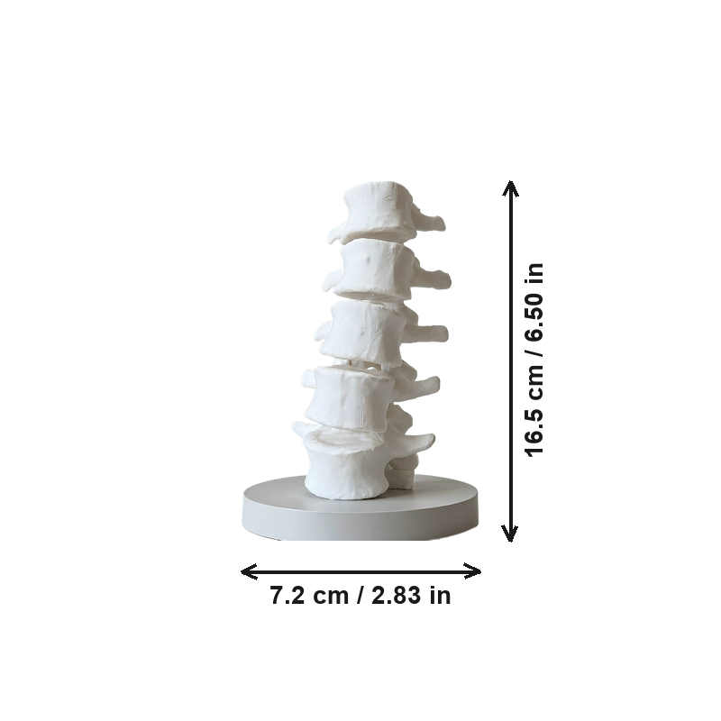 Spine Shape Decorative Ornament with Stable Round Base for Aquarium Landscape, Desktop and Shelf Display — dimensions