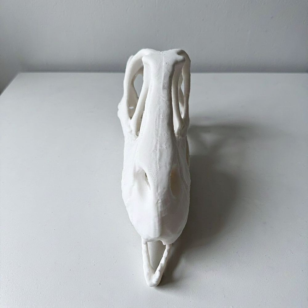 Realistic Detailed Dinosaur Skull Skeleton Model, Prehistoric Themed Desktop Display Decor — additional product view