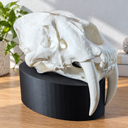 Detailed Saber-Toothed Animal Skull Sculpture, Prehistoric Replica for Home Display Decor — additional product view
