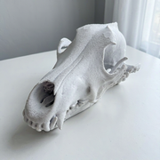 Realistic Detailed Wolf Skull Replica Sculpture - Home Shelf Display Desktop Decor Collectible Piece — additional product view