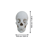 Realistic Anatomical Human Skull Statue, Desktop and Home Display Decor Ornament — dimensions