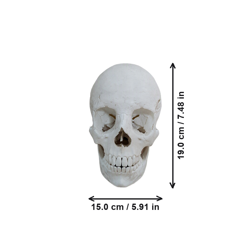 Realistic Anatomical Human Skull Statue, Desktop and Home Display Decor Ornament — dimensions