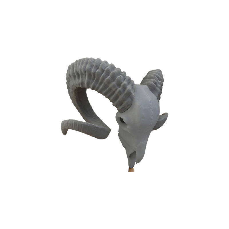 Detailed Curved Horn Ram Skull Sculpture Decorative Statue for Shelf and Desktop Display — white background