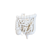 Human Small and Large Intestine Anatomical Educational Display Model With Appendix — white background