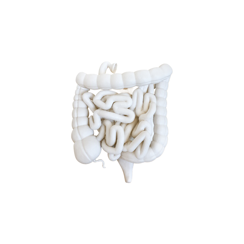 Human Small and Large Intestine Anatomical Educational Display Model With Appendix — white background