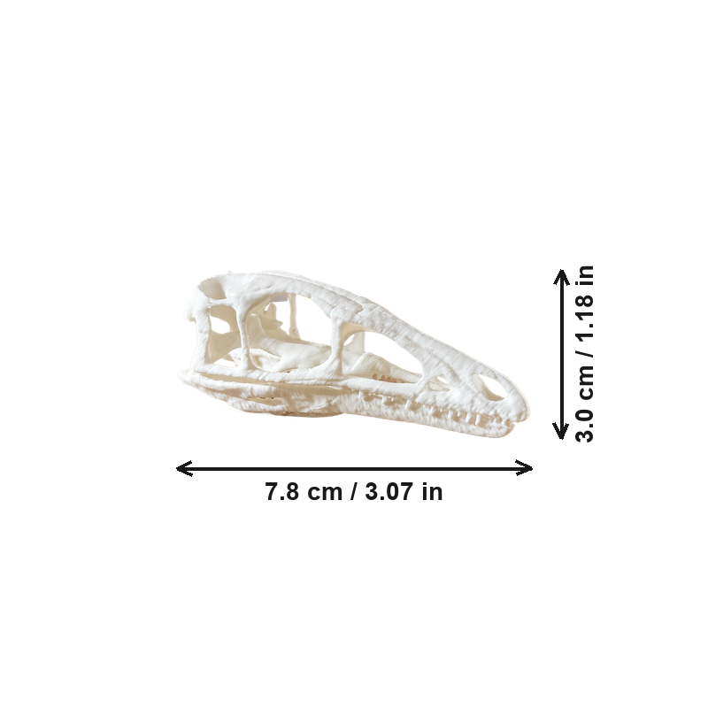 Dinosaur Skull Sculpture Prehistoric Fossil Replica Home Desktop and Shelf Display Decor Ornament — dimensions