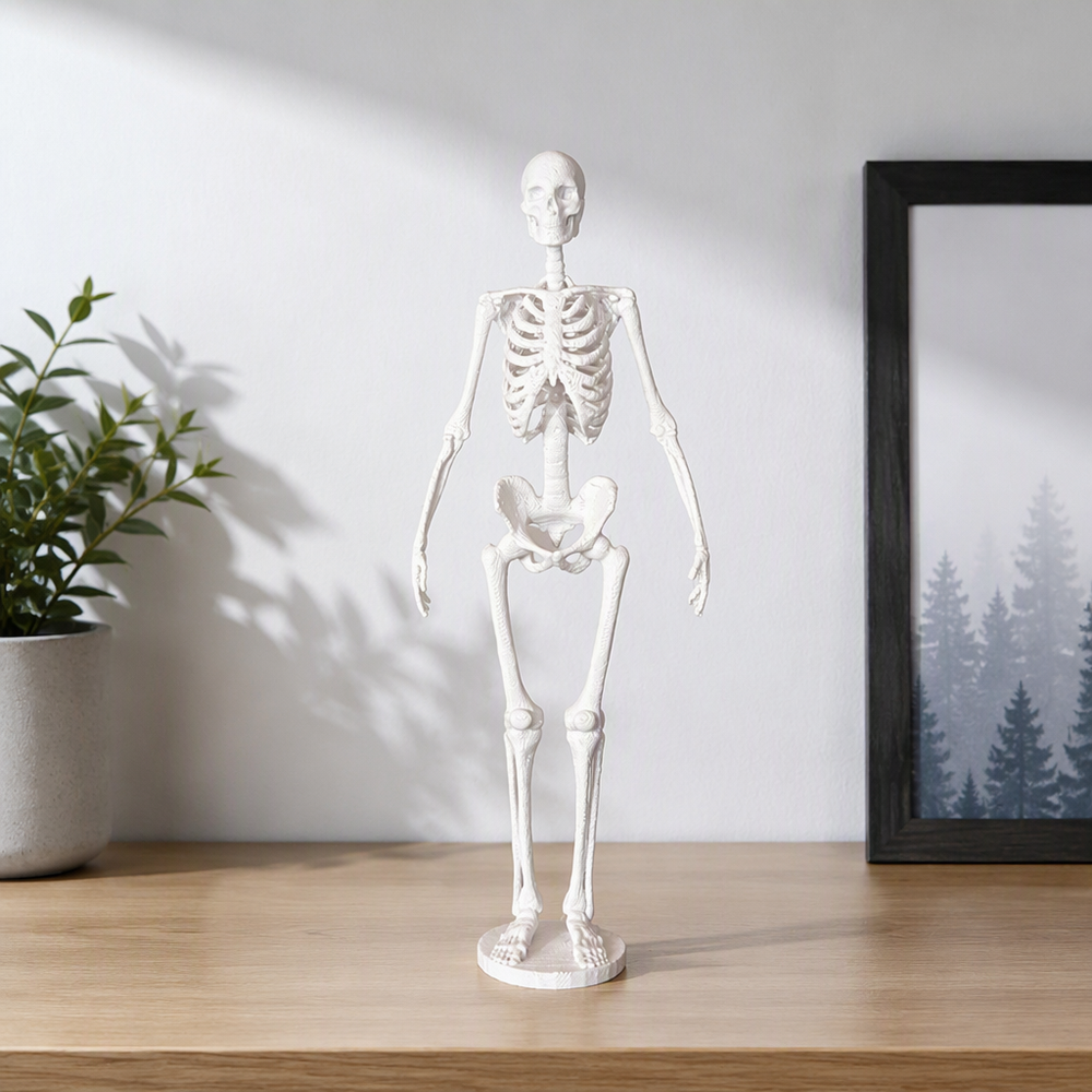 Full-Body Human Skeleton Anatomy Statue Desktop Display Ornament for Home and Study Decor — additional product view