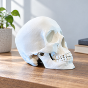 Realistic Detailed Human Skull Decorative Figurine Spooky Themed Home Shelf Desk Holiday Display Accent — additional product view