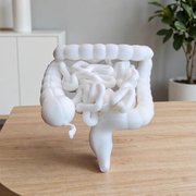 Human Small and Large Intestine Anatomical Educational Display Model With Appendix — main product view