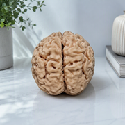 Realistic Detailed Human Brain Anatomy Model Desktop Display Decor for Home and Science Themed Spaces — additional product view