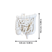 Human Small and Large Intestine Anatomical Educational Display Model With Appendix — dimensions