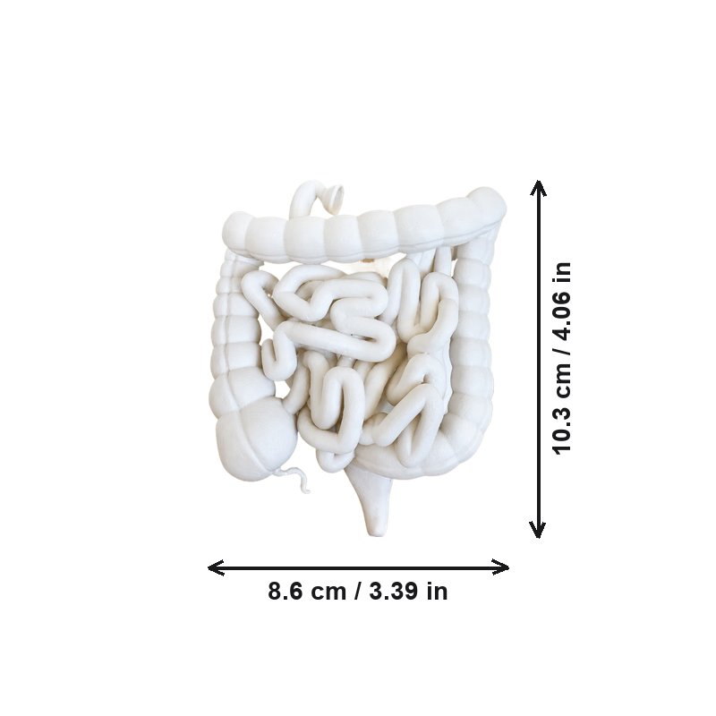 Human Small and Large Intestine Anatomical Educational Display Model With Appendix — dimensions