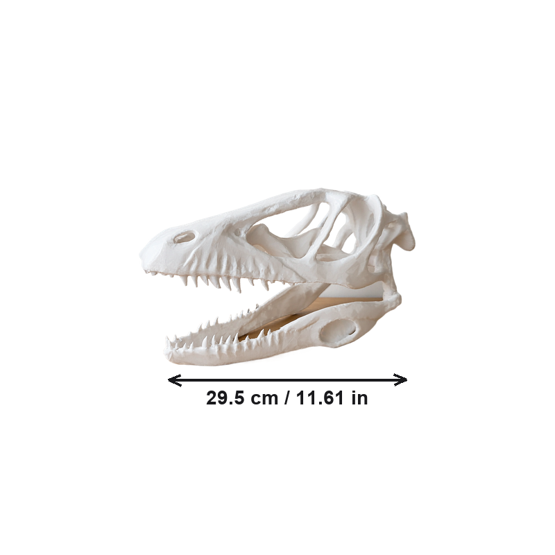 White Realistic Dinosaur Skull Model, Detailed Prehistoric Skeleton Decor for Desktop Display
