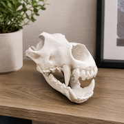 Realistic Detailed Wolf Skull Replica Sculpture - Home Shelf Display Desktop Decor Collectible Piece — main product view