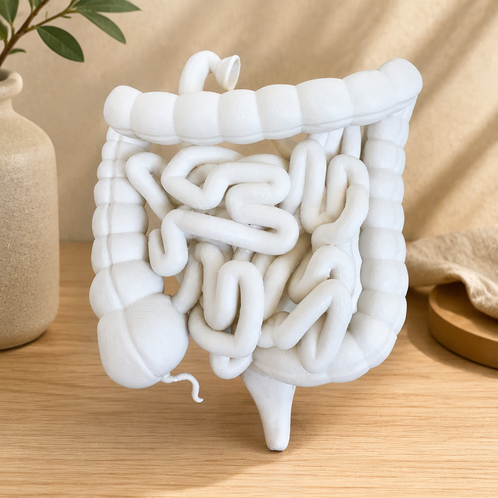 Human Small and Large Intestine Anatomical Educational Display Model With Appendix — product scene