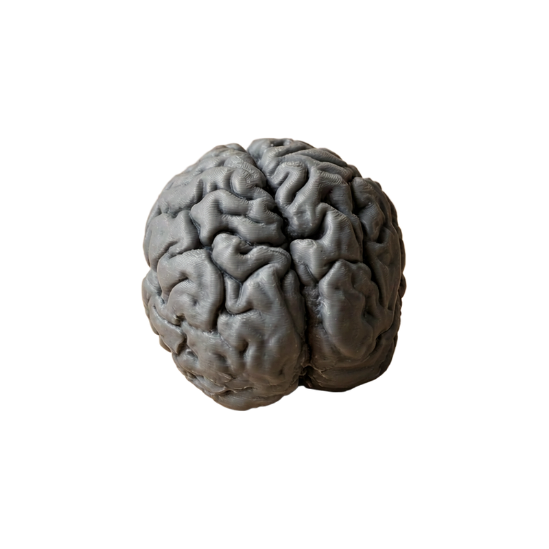 Textured Brain Shape Decorative Statue, Freestanding Display Figurine for Home Office Desktop and Shelf Decor — white background