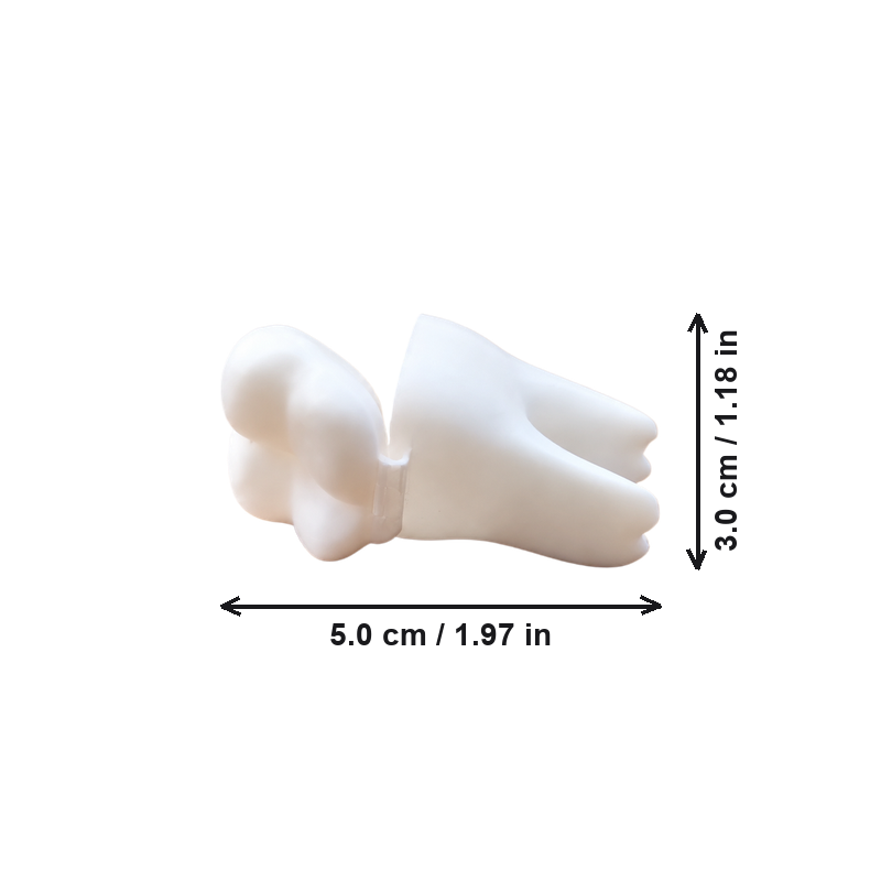 2 Pack Tooth-Shaped Mini Storage Boxes with Hinged Lids for Small Items and Trinkets — dimensions