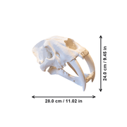 Detailed Saber-Toothed Animal Skull Sculpture, Prehistoric Replica for Home Display Decor — dimensions