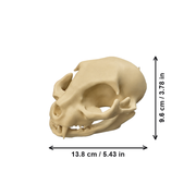 Cat Skull Head Sculpture, Desktop Home Display Decor for Halloween and Themed Projects — white background