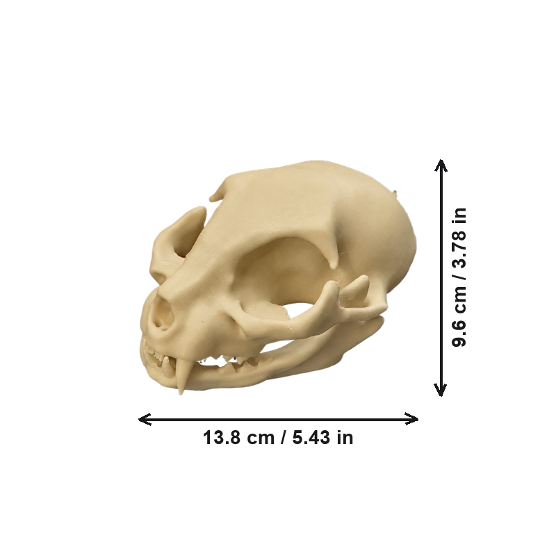 Cat Skull Head Sculpture, Desktop Home Display Decor for Halloween and Themed Projects — white background