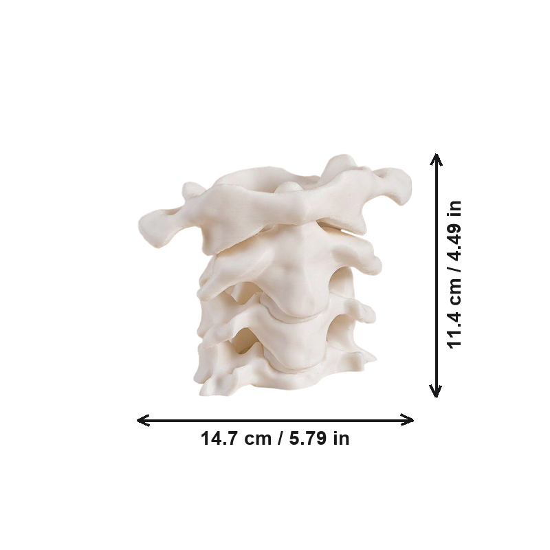 Cervical Vertebra Shaped Pen Holder, Novelty Desktop Pencil Cup for Office Desk Stationery Organization — dimensions