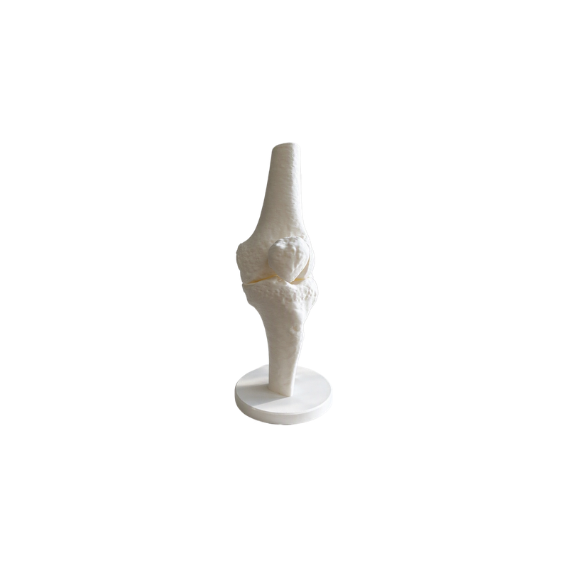 Anatomical Human Knee Joint Model with Stable Display Base, Detailed Bone Structure for Study Reference and Desktop Decoration — white background