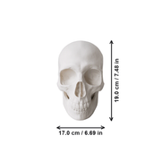 Realistic Detailed Human Skull Statue Halloween Home Party Desktop Decor Ornament — dimensions