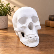 Realistic Detailed Human Skull Decorative Figurine Spooky Themed Home Shelf Desk Holiday Display Accent — product scene