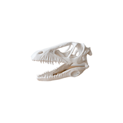 Realistic Detailed Dinosaur Skull Skeleton Model, Prehistoric Themed Desktop Display Decor — white background