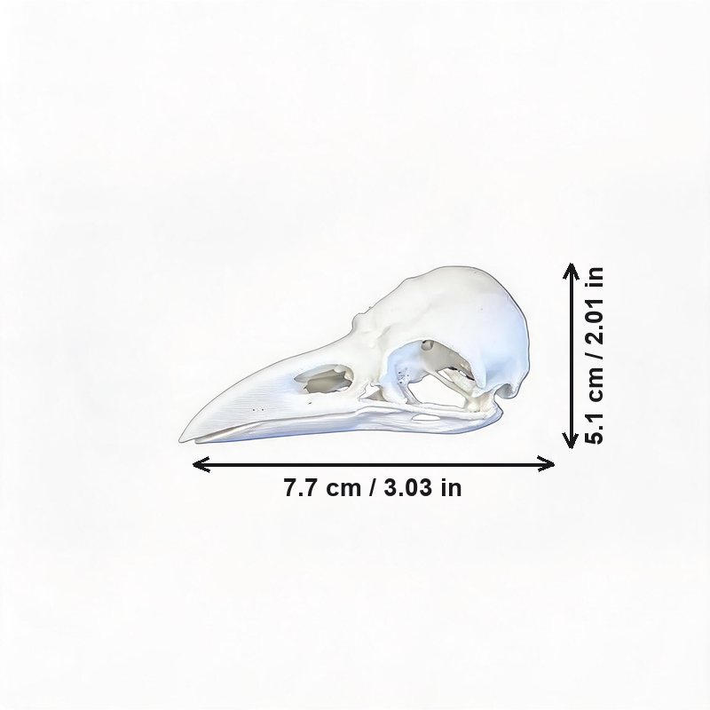 Realistic Raven Skull Ornament Gothic Home Decor for Holiday Tabletop Display — white background