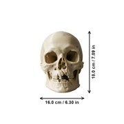 Matte Realistic Detailed Human Skull Sculpture Decorative Statue for Home Shelf and Tabletop Display — dimensions
