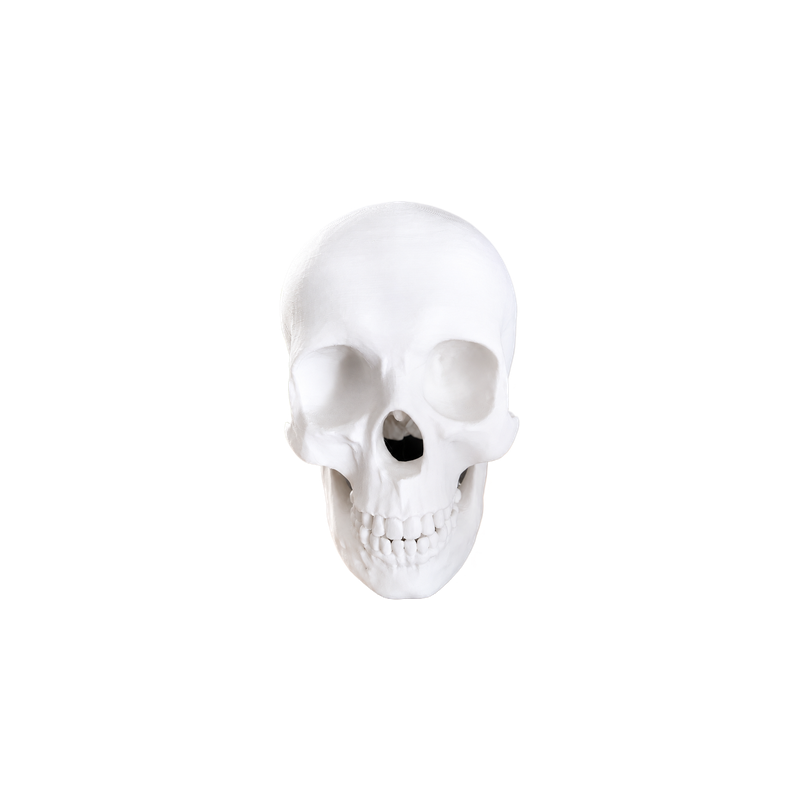 Realistic Detailed Human Skull Decorative Figurine Spooky Themed Home Shelf Desk Holiday Display Accent — white background