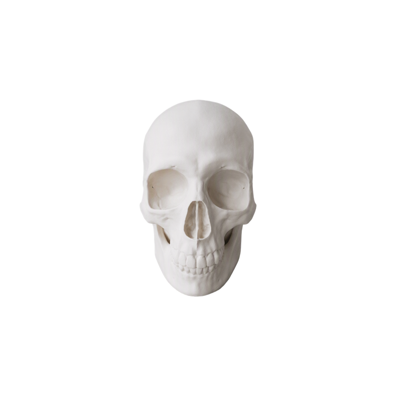 Realistic Detailed Human Skull Statue Halloween Home Party Desktop Decor Ornament — white background