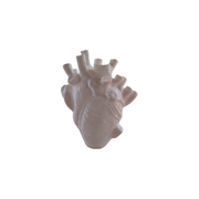 Anatomical Heart Shaped Decorative Vase, Unique Sculpture Accent for Desk, Shelf and Living Space — white background