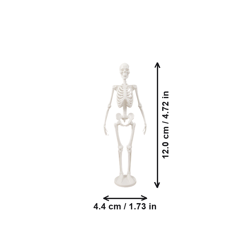 Full-Body Human Skeleton Anatomy Statue Desktop Display Ornament for Home and Study Decor — dimensions