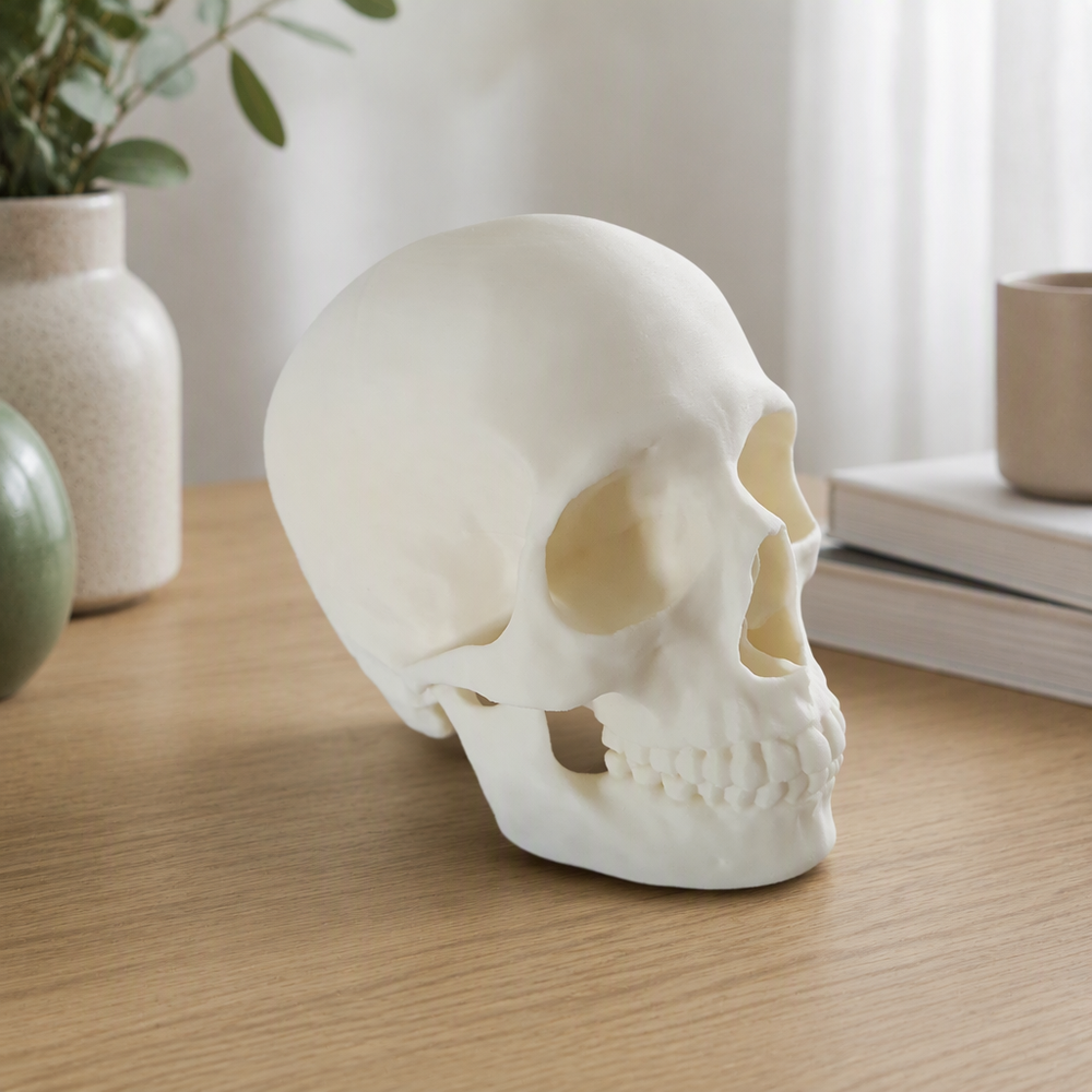 Realistic Detailed Human Skull Statue Halloween Home Party Desktop Decor Ornament — main product view