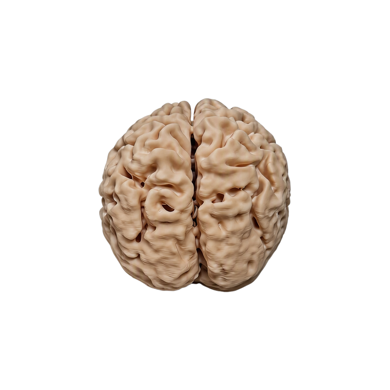 Realistic Detailed Human Brain Anatomy Model Desktop Display Decor for Home and Science Themed Spaces — white background