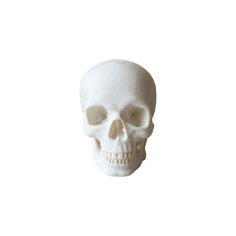 Realistic Detailed Human Skull Decor Statue, Solid Smooth Figurine for Home Tabletop and Halloween Display — white background