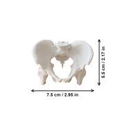 Realistic Anatomical Pelvis Model for Anatomy Study, Educational Demonstration and Desktop Display — dimensions