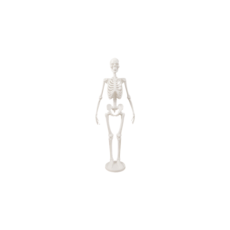 Full-Body Human Skeleton Anatomy Statue Desktop Display Ornament for Home and Study Decor — white background