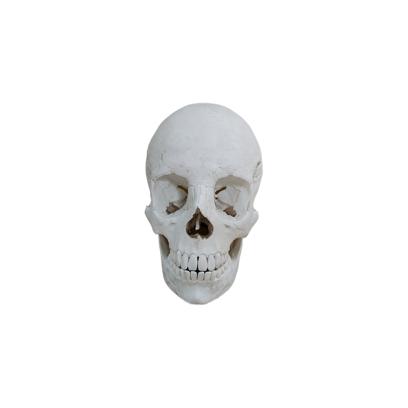 Realistic Anatomical Human Skull Statue, Desktop and Home Display Decor Ornament — white background