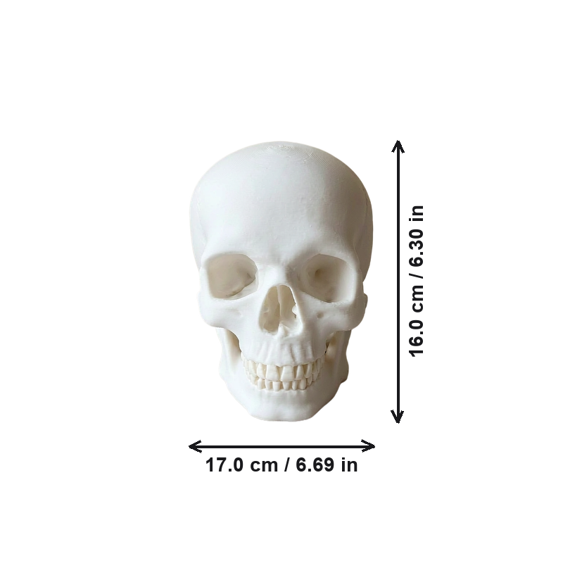 Realistic Detailed Human Skull Decor Statue, Solid Smooth Figurine for Home Tabletop and Halloween Display — dimensions