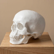 Realistic Detailed Human Skull Decor Statue, Solid Smooth Figurine for Home Tabletop and Halloween Display — product scene