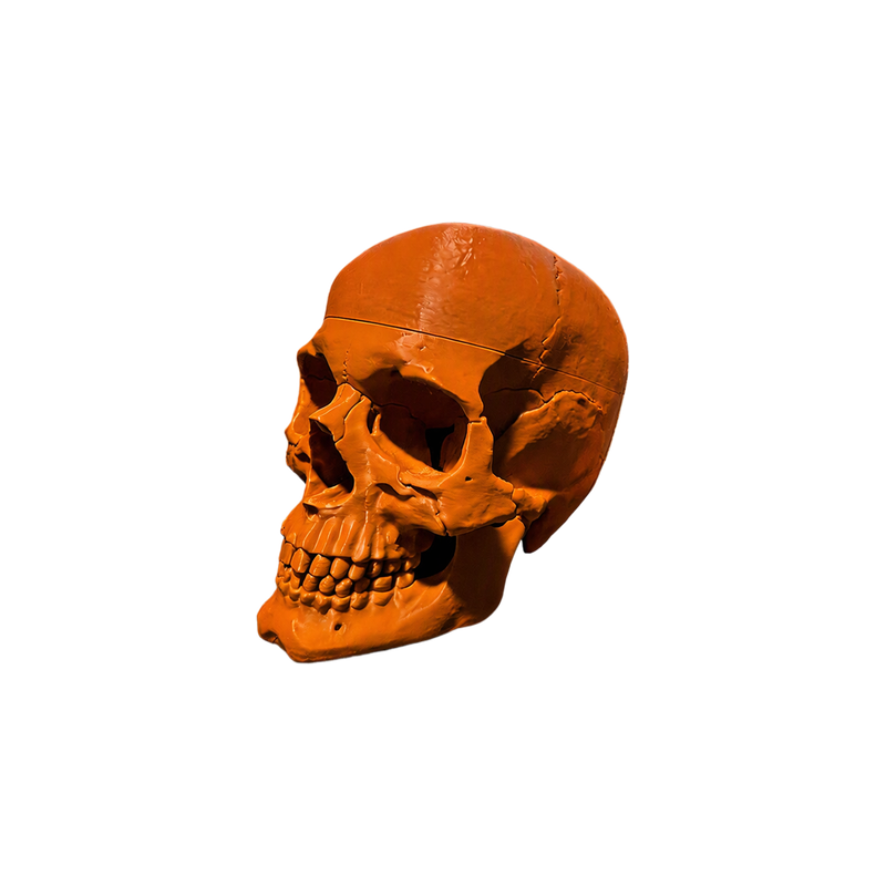 Realistic Detailed Skull Figurine, Decorative Skeleton Piece for Home Shelf Display and Holiday Decoration — white background