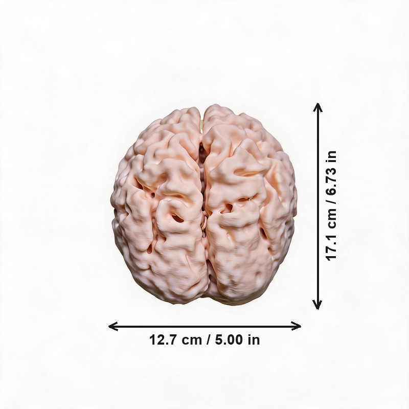Realistic Detailed Human Brain Anatomy Model Desktop Display Decor for Home and Science Themed Spaces — white background