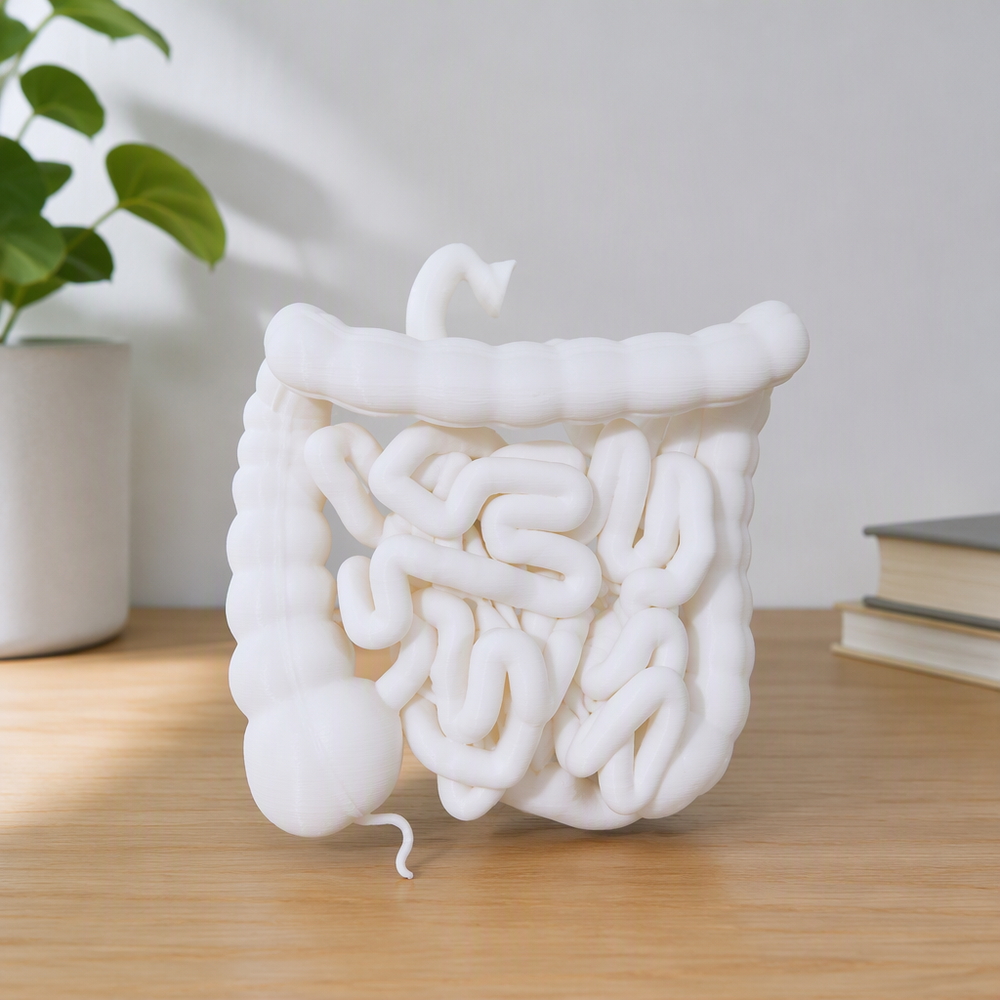 Human Small and Large Intestine Anatomical Educational Display Model With Appendix — additional product view