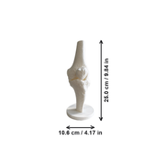 Anatomical Human Knee Joint Model with Stable Display Base, Detailed Bone Structure for Study Reference and Desktop Decoration — dimensions