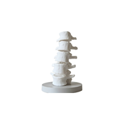 Spine Shape Decorative Ornament with Stable Round Base for Aquarium Landscape, Desktop and Shelf Display — white background