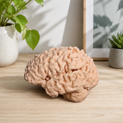 Realistic Detailed Human Brain Anatomy Model Desktop Display Decor for Home and Science Themed Spaces — main product view