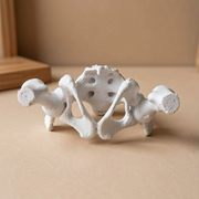 Realistic Anatomical Pelvis Model for Anatomy Study, Educational Demonstration and Desktop Display — product scene